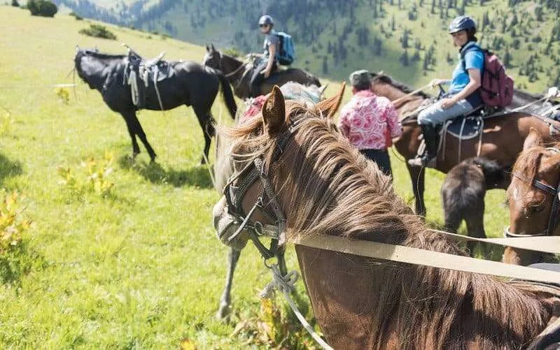 horse2